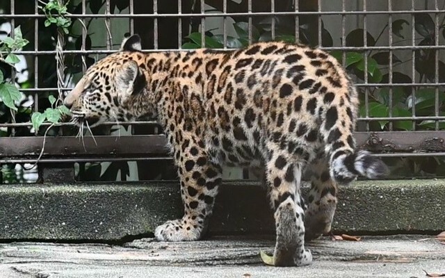 提供：愛媛県立とべ動物園