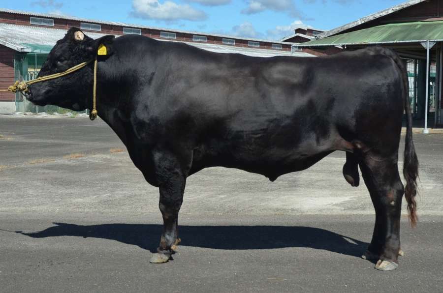 霜降り度合で歴代トップに立った新規種雄牛「中津秀」（県肉用牛改良研究所提供）