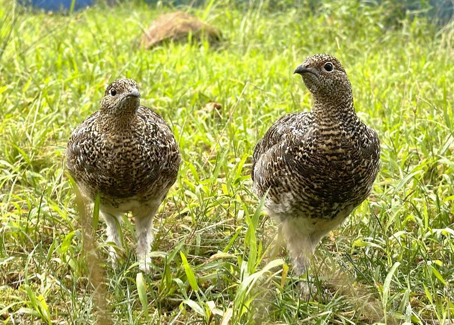 中央アルプス駒ケ岳で放鳥されるニホンライチョウのひな2羽＝12日、栃木県那須町（那須どうぶつ王国提供）