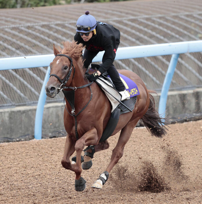 Ｗコースで追い切ったウイングレイテスト（カメラ・荒牧　徹）