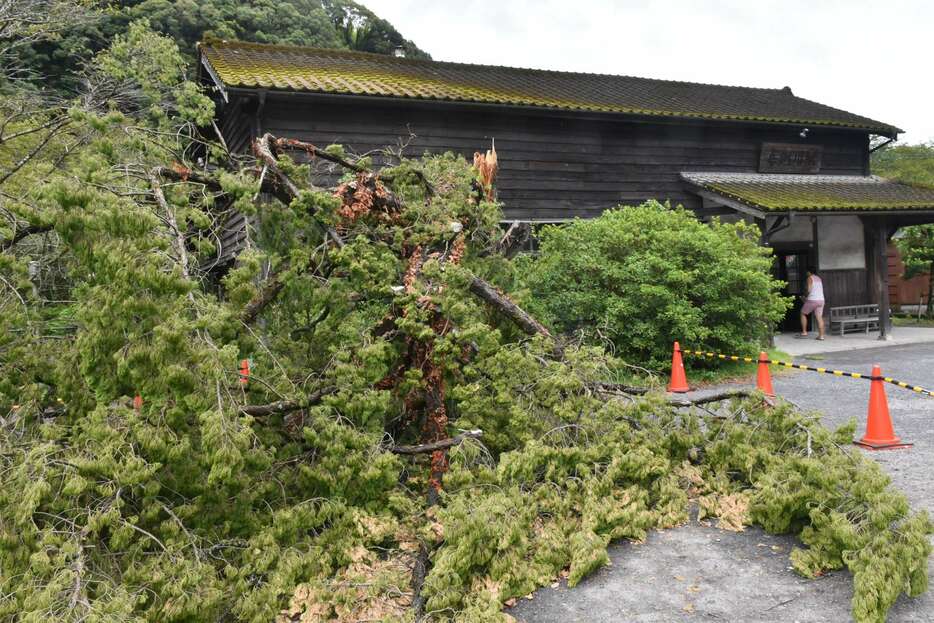 台風１０号の影響で折れた、ＪＲ肥薩線嘉例川駅前広場のカイヅカイブキ＝１０日、霧島市隼人