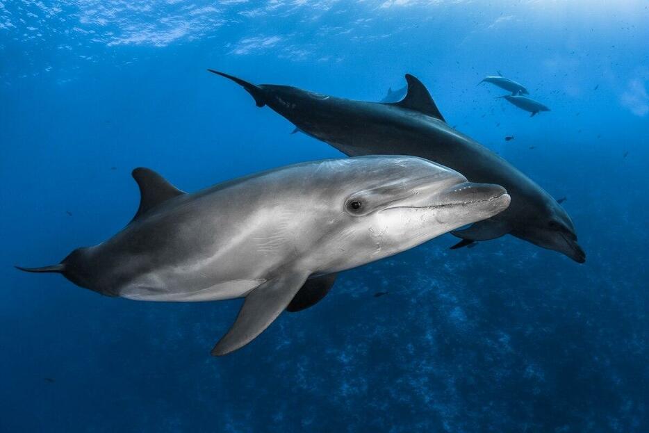 ハンドウイルカのオス（フランス領ポリネシアのランギロア海峡で撮影）はメスを積極的に守る。（PHOTOGRAPH BY GREG LECOEUR, NAT GEO IMAGE COLLECTION）