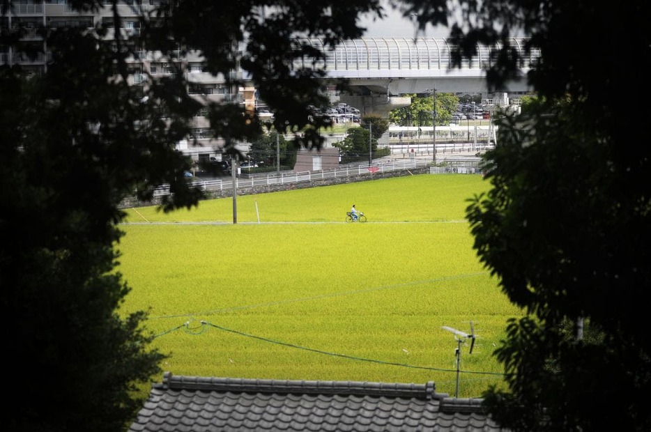 木々の隙間から田んぼや高速道路が見えた