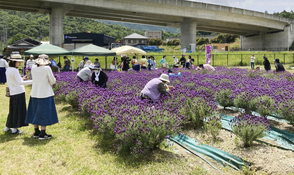 紫香楽宮跡で満開となったラベンダー＝5月、滋賀県甲賀市