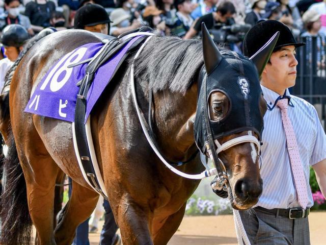 悲願の重賞初制覇を目指すハピ(今年4月撮影、ユーザー提供：椎名さん)