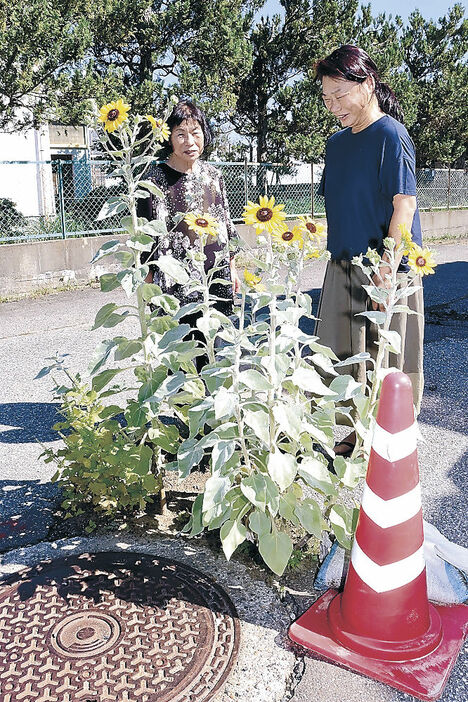 液状化による陥没箇所から花を咲かせたヒマワリ＝氷見市幸町