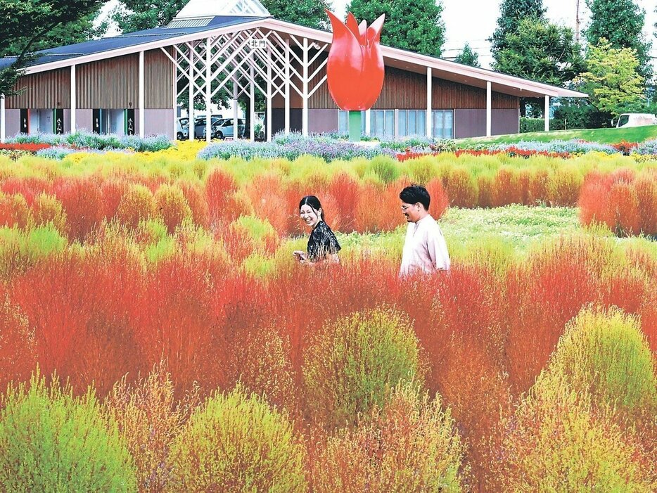 緑から赤へと色づくコキア＝砺波チューリップ公園