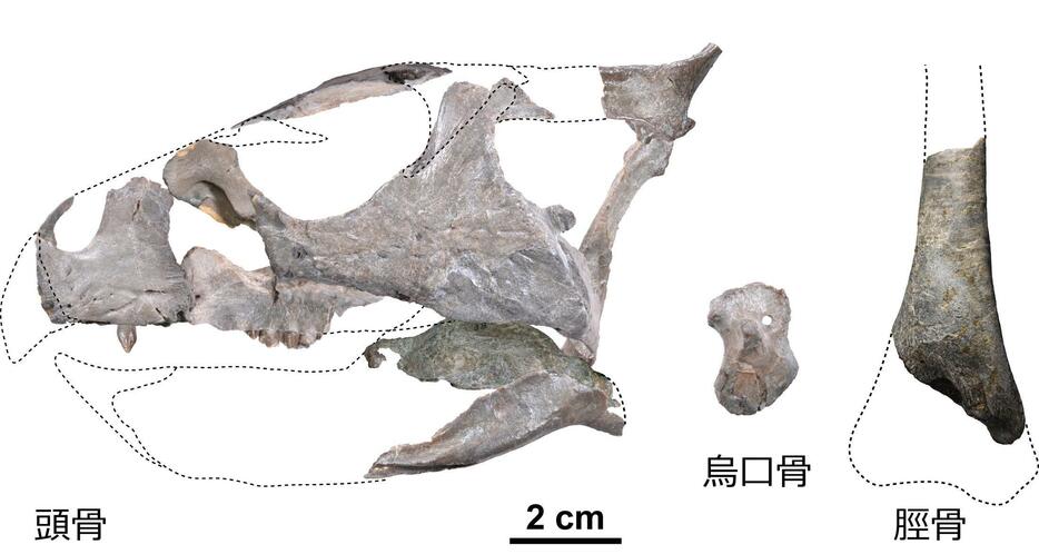 「ササヤマグノームス・サエグサイ」の化石