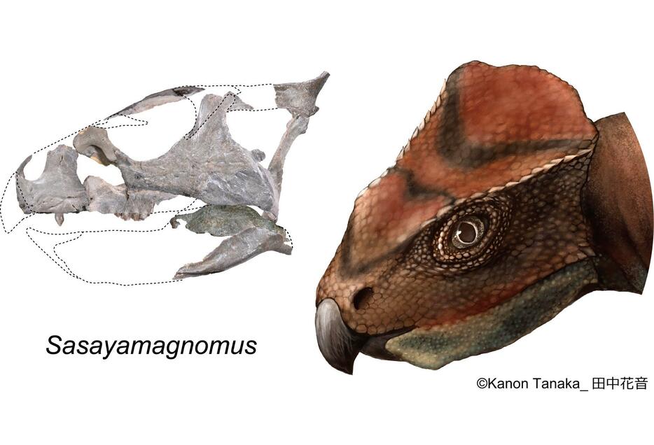 「ササヤマグノームス・サエグサイ」の頭部の化石と復元図　©田中花音