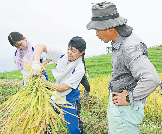 稲刈りを楽しむ輪島高の生徒と山下さん（7日、石川県輪島市で）