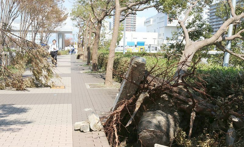 [写真]街路樹が倒れ、歩行者はそれをよけて歩いていた=5日午前、大阪市住之江区で（撮影：柳曽文隆）