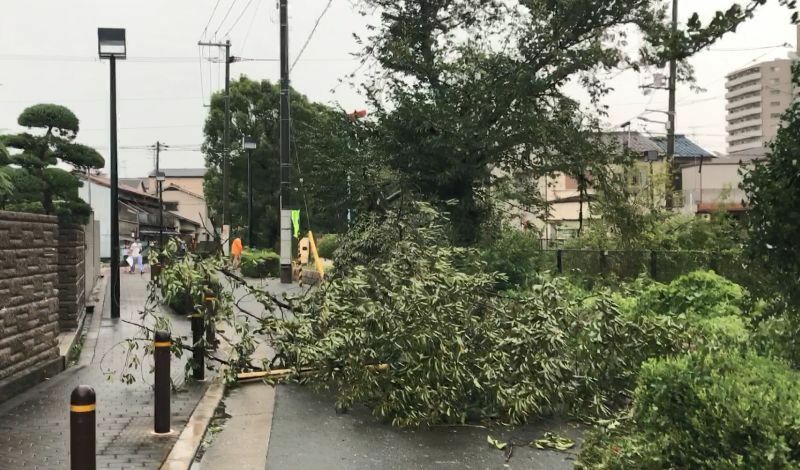[写真]大阪市内各地で倒木がみられた=5日午前、大阪市東住吉区で（撮影：柳曽文隆）