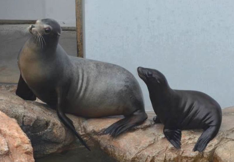 [写真]カリフォルニアアシカの赤ちゃん（右）は「成々丸」と名付けられた=10日撮影（提供：みさき公園）