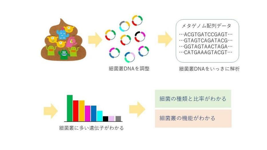 [図]メタゲノム解析法。まず、糞便から回収した腸内細菌叢DNAを丸ごとDNA配列解析し、細菌叢に存在する遺伝子を調べる。遺伝子の比率から細菌の種類や存在比、細菌が持つ機能が分かる