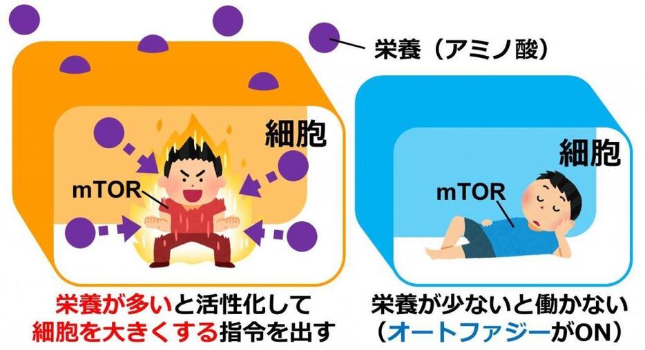 [図]mTORの働きは細胞内のアミノ酸の量によって変化する。アミノ酸がたくさんある時は、mTORは細胞を成長させる命令を出す。一方で、アミノ酸が少ないときは、mTORがはたらいていないことを察知して、細胞の一部を分解するしくみ（オートファジー）が働く