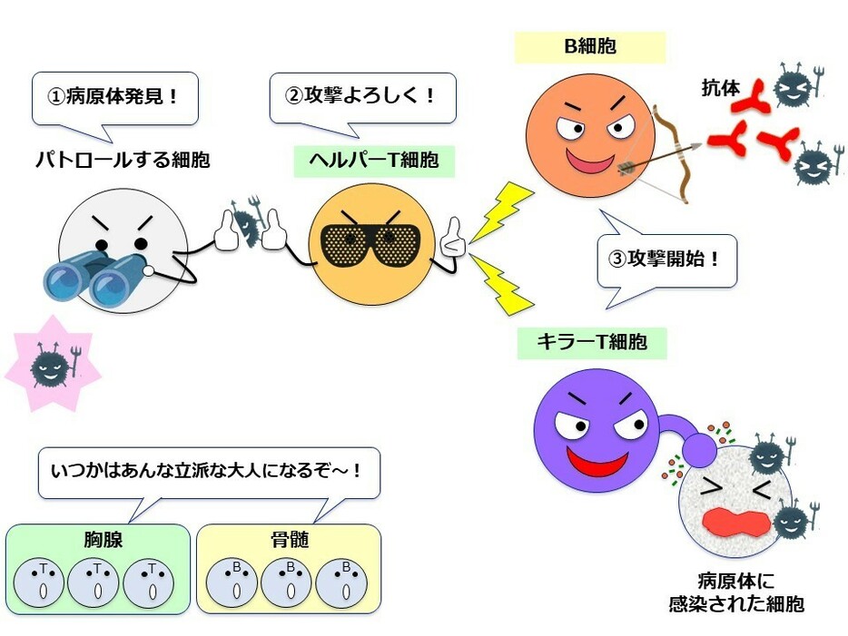 [図]Bリンパ球とTリンパ球は、適応免疫の大黒柱。Tリンパ球の一種であるヘルパーT細胞は、異物（この場合は病原体）の情報を受け取ると、B細胞やキラーT細胞に攻撃開始の指示を出す