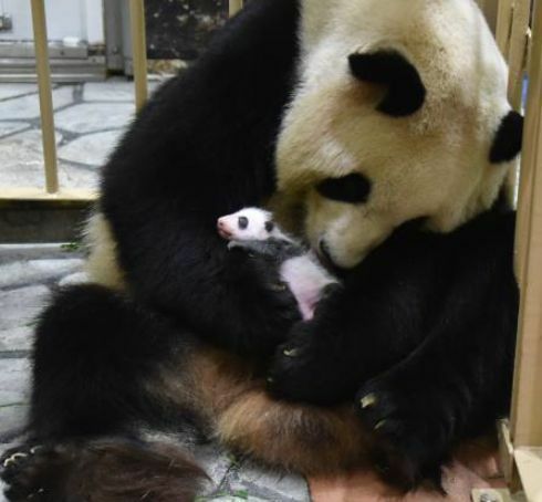 [写真]パンダの赤ちゃんを抱く母親の良浜。公開は親子で=10日、和歌山県白浜町で（提供：アドベンチャーワールド）