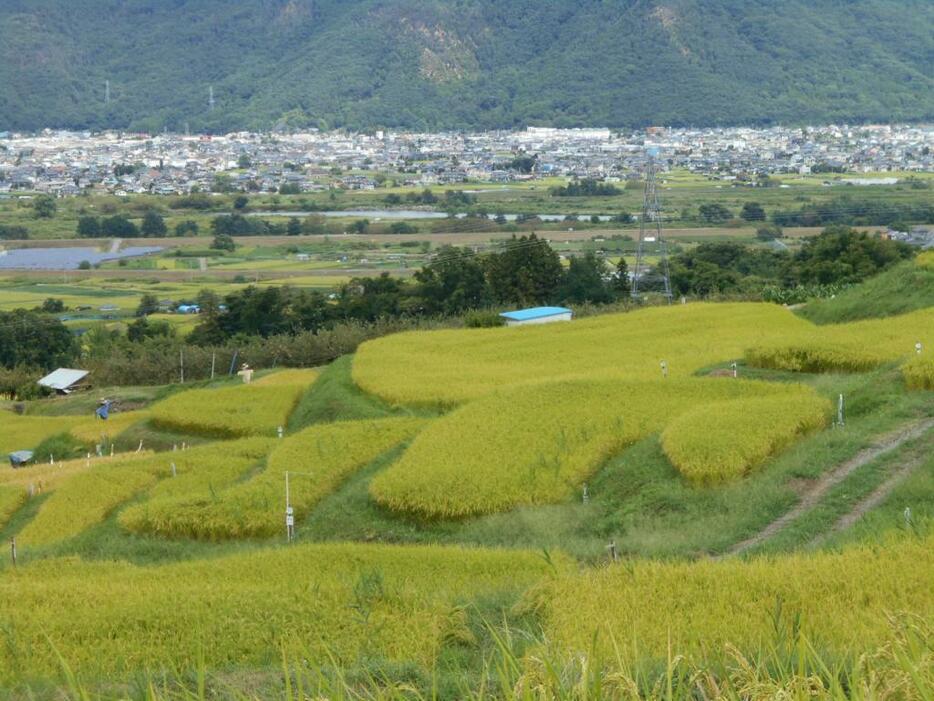 [写真]遠く市街地を望む姨捨の棚田（9月2日）