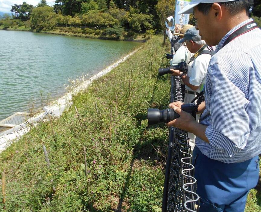 [写真]食草のコマツナギの移植場所を見学