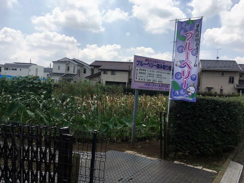 練馬区の観光農園には、それらがわかる看板や幟が立てられている