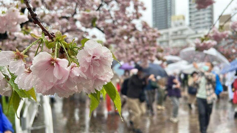 ［写真］降りしきる雨の中「桜の通り抜け」が始まり、来場者は傘をさしながら撮影を楽しんでいた＝7日午前10時ごろ、大阪市北区で（撮影：具志堅浩二）