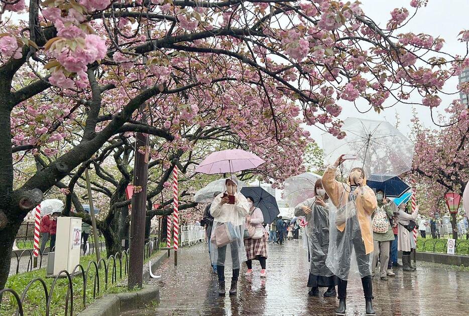 ［写真］桜の花を携帯電話のカメラで撮影する人たち＝7日午前10時ごろ、大阪市北区で（撮影：具志堅浩二）