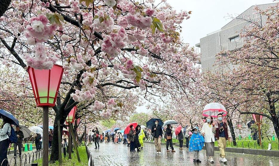 ［写真］造幣局では降りしきる雨の中、桜を楽しむ人が多く訪れていた＝7日午前10時ごろ、大阪市北区で（撮影：具志堅浩二）