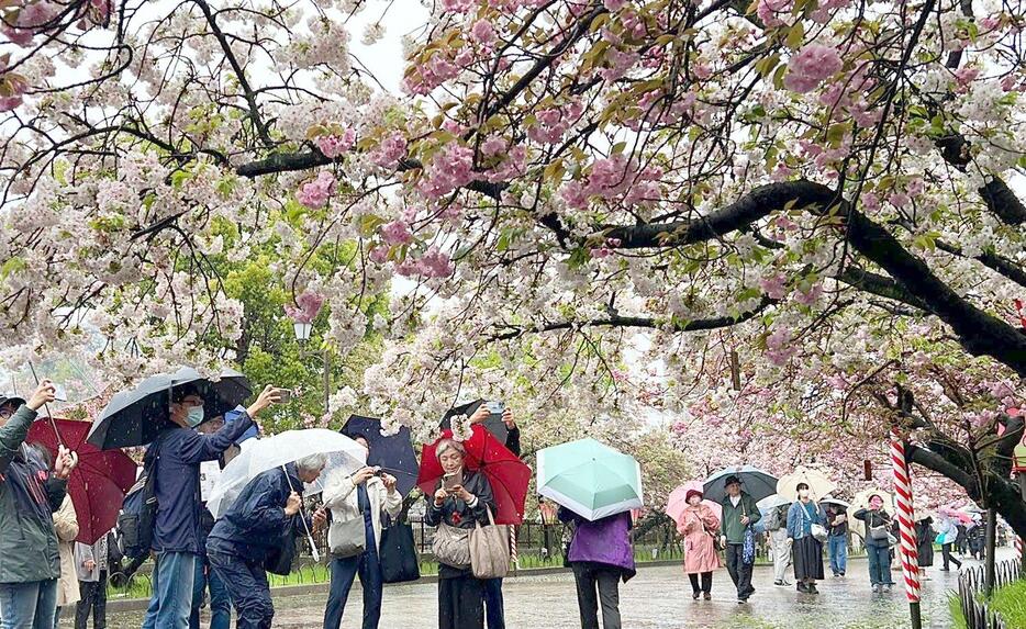 ［写真］インターネットで事前に入場申し込みを行った人たちが桜を楽しんでいた＝7日午前10時ごろ、大阪市北区で（撮影：具志堅浩二）