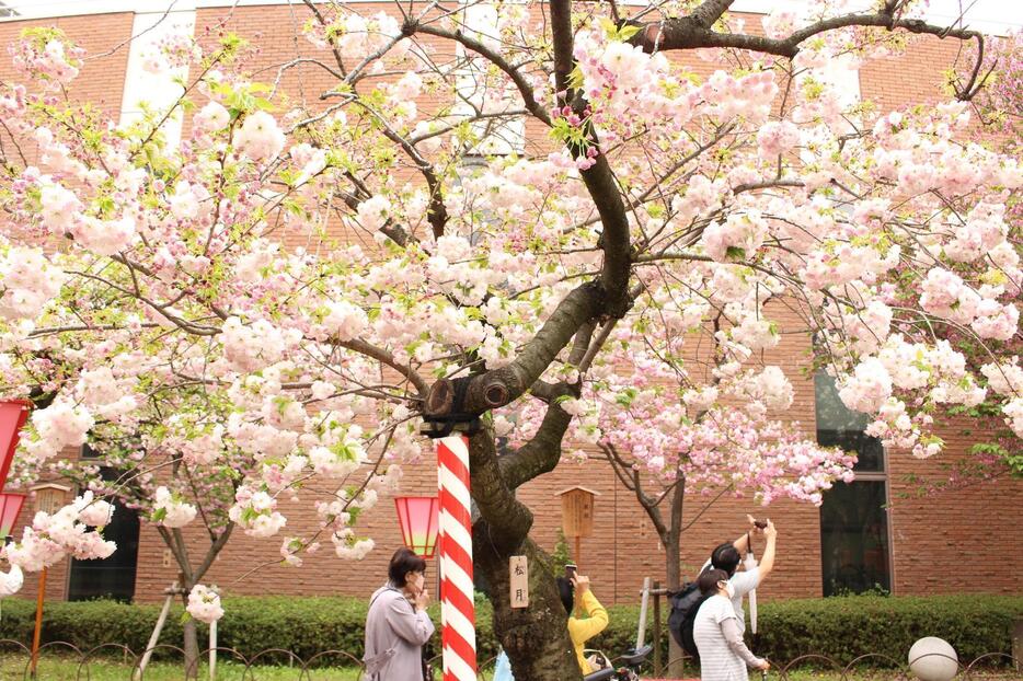 今年の花「松月」