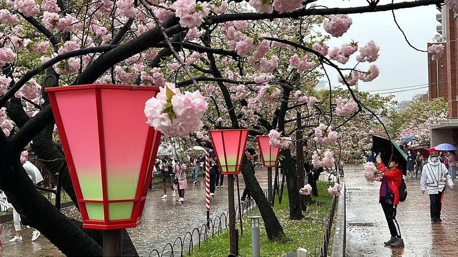 夜はライトアップもされる＝7日午前10時半ごろ、大阪市北区で