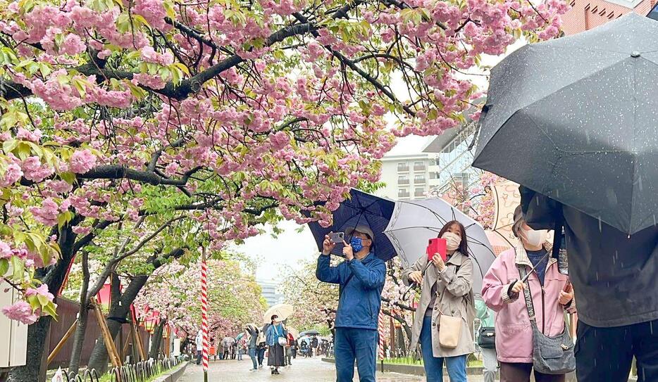 桜とともに、傘の花も咲く＝7日午前10時半ごろ、大阪市北区で