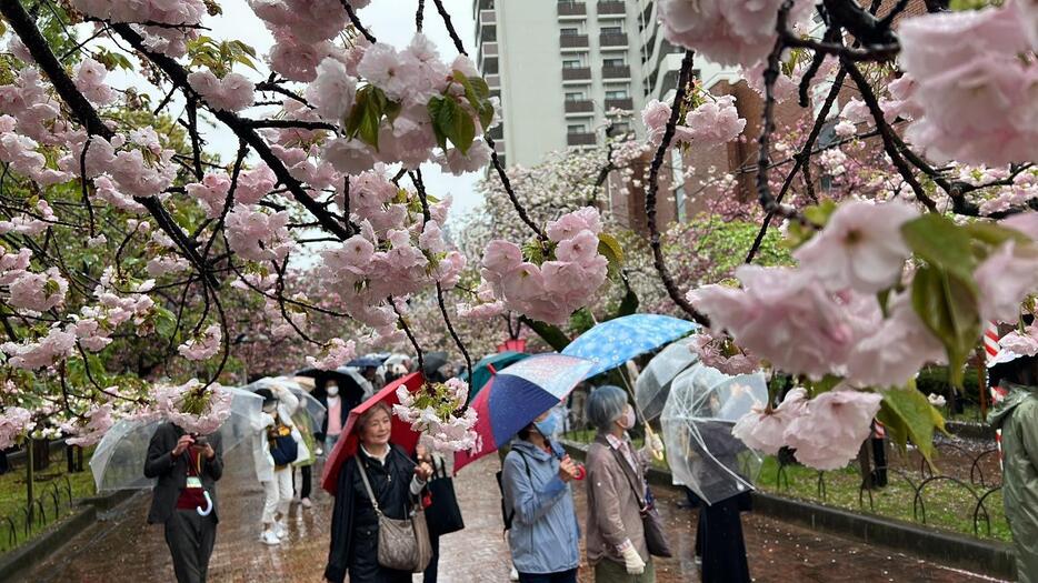 桜に囲まれて入場者もうれしそうだ＝7日午前10時20分ごろ、大阪市北区で