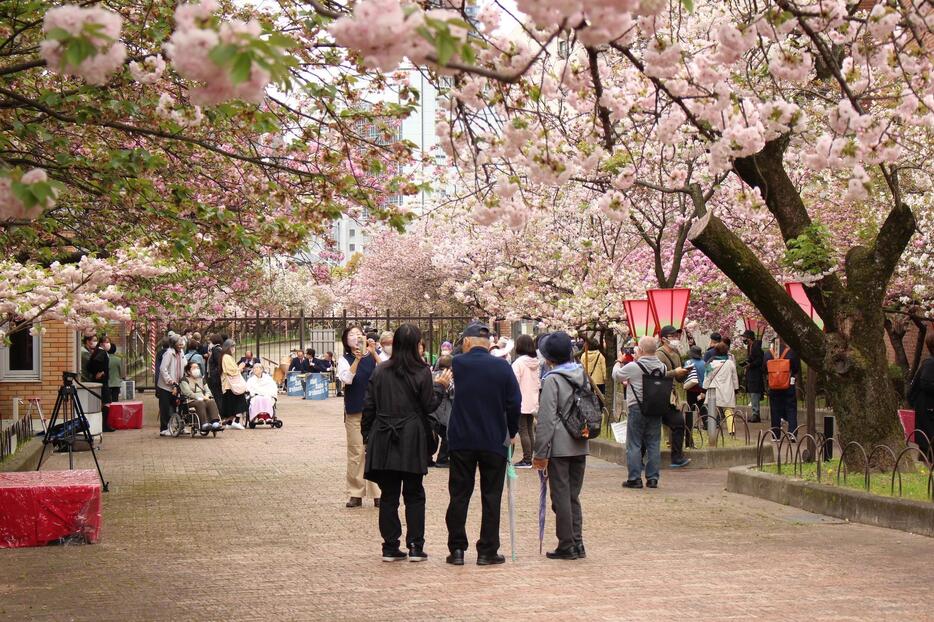 ［写真］桜の通り抜けの特別観桜会を楽しむ人たち＝6日午前、大阪市北区で（撮影：具志堅浩二）