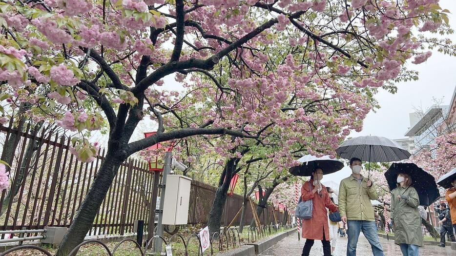 夜はライトアップもされる＝7日午前10時半ごろ、大阪市北区で