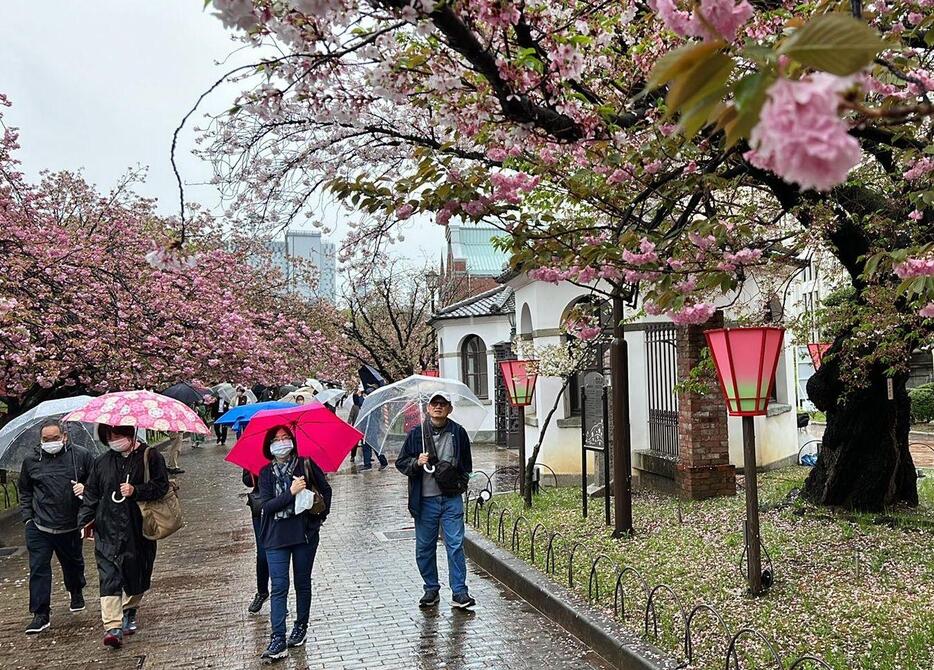 桜の通り抜けは13日まで行われる＝7日午前10時40分ごろ、大阪市北区で