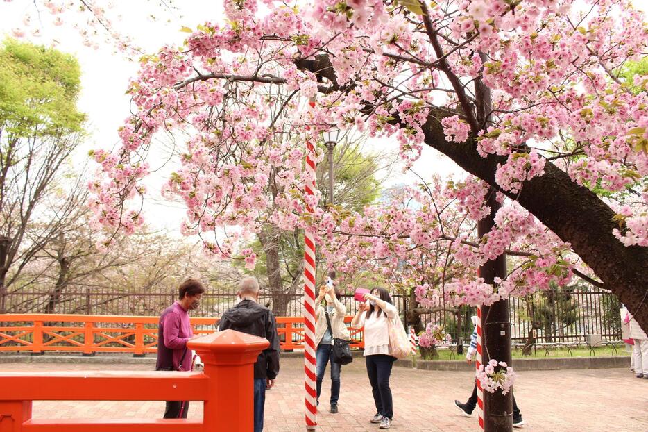 桜の前で写真撮影を行う人々