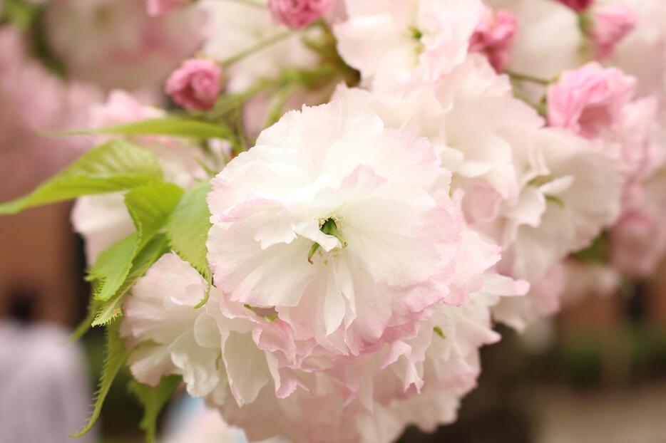 今年の花「松月」