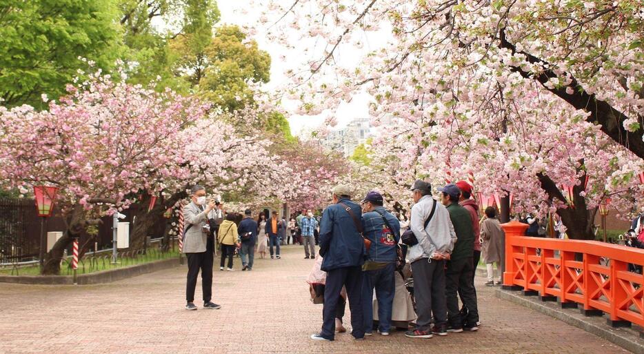 ［写真］あいにくの曇り空だが、桜は色鮮やかに咲いていた＝6日午前、大阪市北区で（撮影：具志堅浩二）