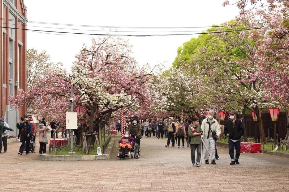 構内で桜を楽しむ人々