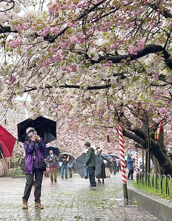 まるで桜のトンネルのようだ＝7日午前10時ごろ、大阪市北区で