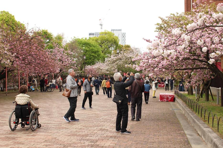 桜にスマホのレンズを向ける人々