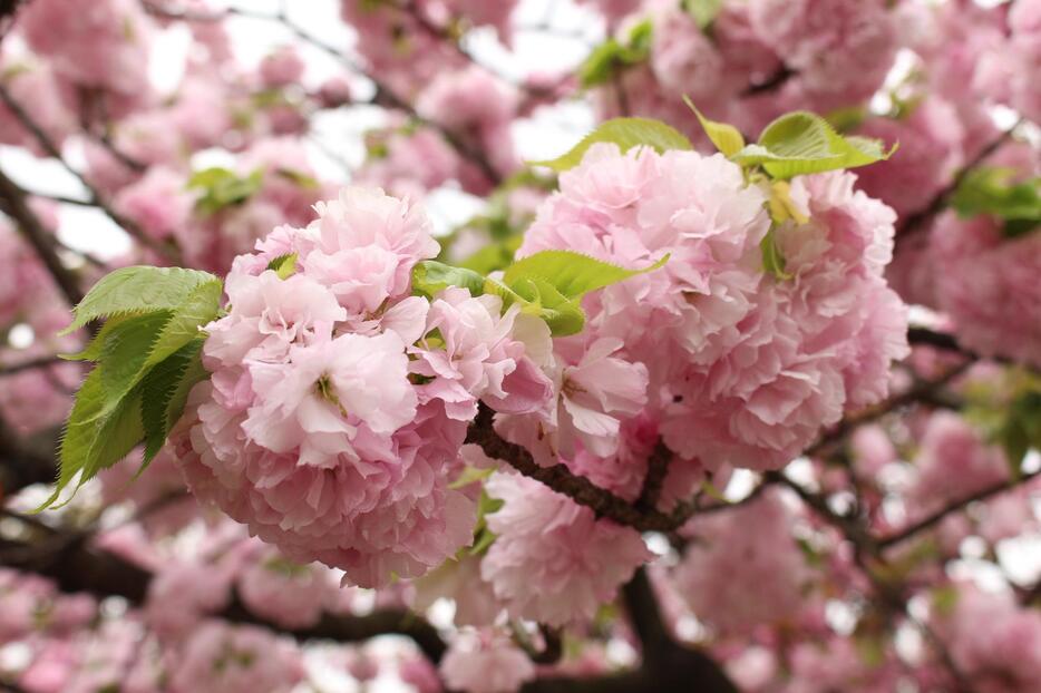 ［写真］ぼんぼりのような桜が特徴的な造幣局の桜＝6日午前、大阪市北区で（撮影：具志堅浩二）