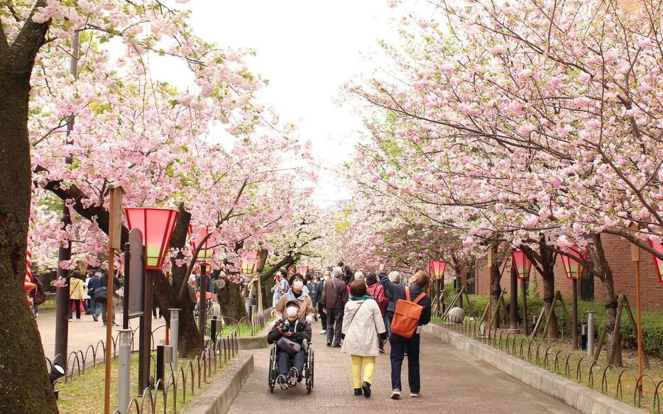 ［写真］造幣局で桜の通り抜けの特別観桜会が行われた＝6日午前、大阪市北区で（撮影：具志堅浩二）