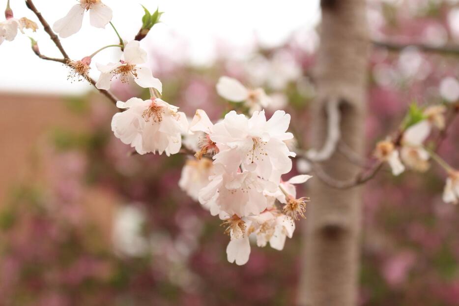 新品種の桜「舞姫」