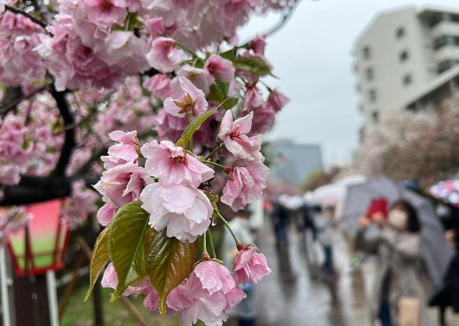 7日午前10時に今年の「桜の通り抜け」が始まった