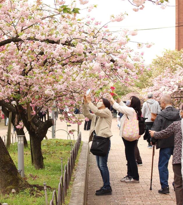 ［写真］大きな桜の花の撮影を楽しむ人たち＝6日午前、大阪市北区で（撮影：具志堅浩二）