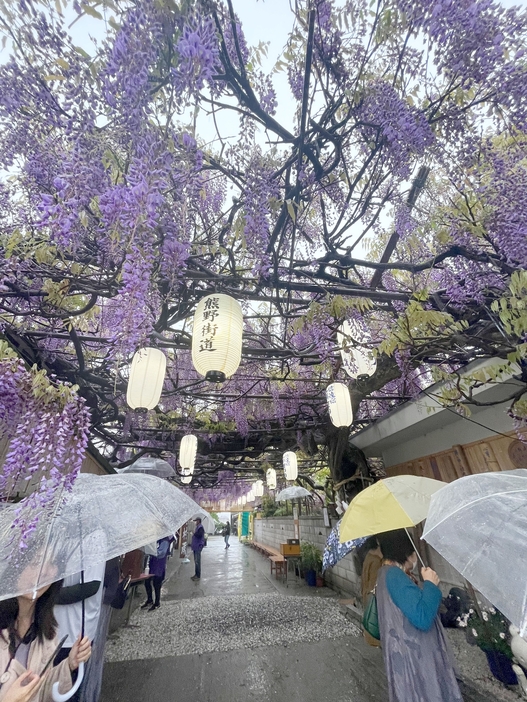 ［写真］雨の中咲き誇るフジ＝19日正午ごろ、大阪府泉南市で