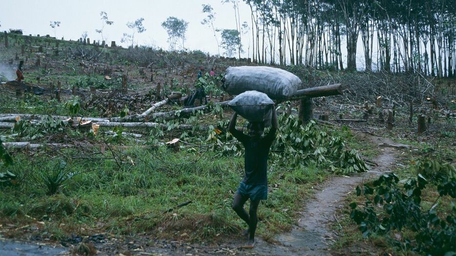 リベリアの大規模ゴム農園で、裸地になった丘の中腹を大きな袋を抱えて歩く人。こうしたプランテーションが、アフリカにおける大規模な森林破壊の引き金になっている（この写真は記事の内容に直接の関係はありません）