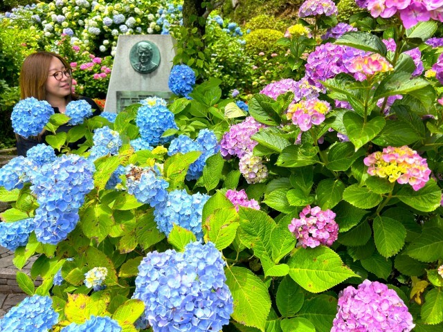 青や紫色が鮮やかなアジサイ＝下田市の下田公園