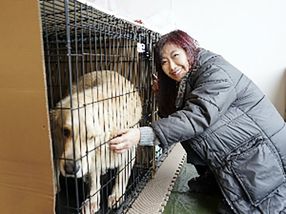 能登半島地震で避難した大型犬の様子を見る伍代夏子さん＝2月、石川県珠洲市の同室避難所（伍代さんの事務所提供）